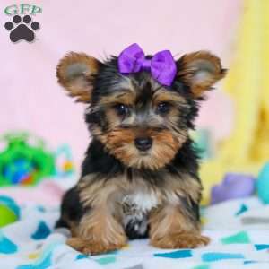 Macie, Yorkie Puppy